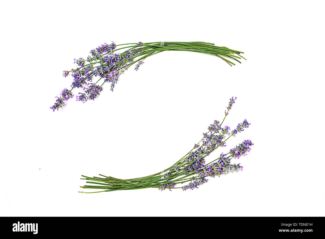 Bunch of lavender flowers on a white background Stock Photo - Alamy