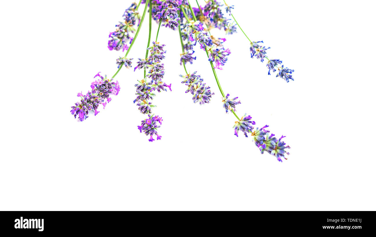 Lavender flowers isolated on white background Stock Photo - Alamy