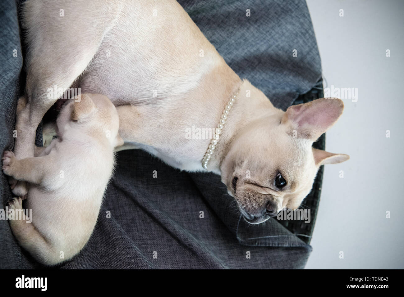 Funny portrait portraits drawings hi-res stock photography and images ...