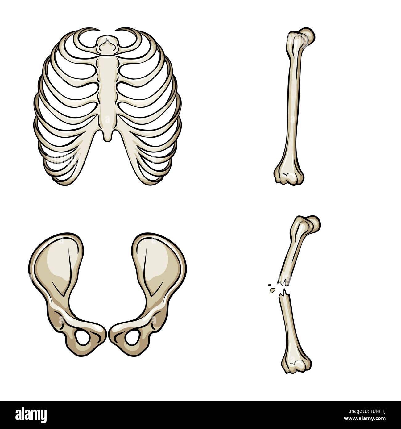 rib,hip,fracture,cage,broken,joint,pain,xray,fibula,pelvis,bias,body