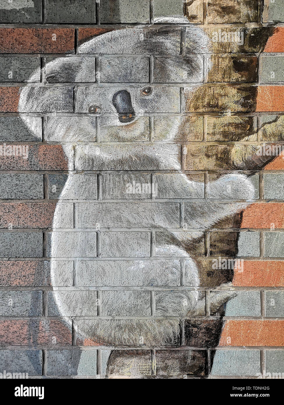 Koala mural closeup Stock Photo Alamy