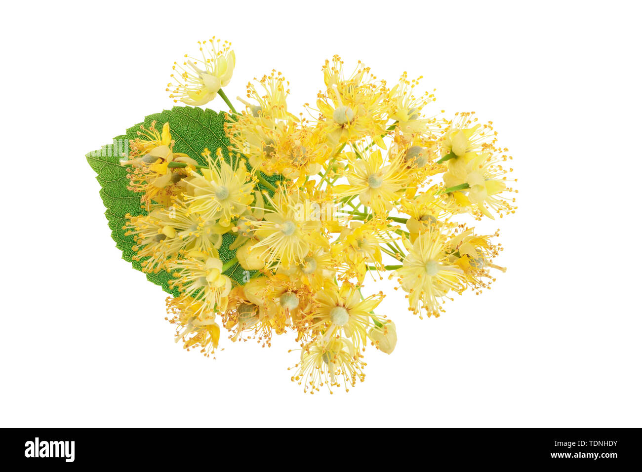 Linden flowers with leaf isolated on white background. Stock Photo