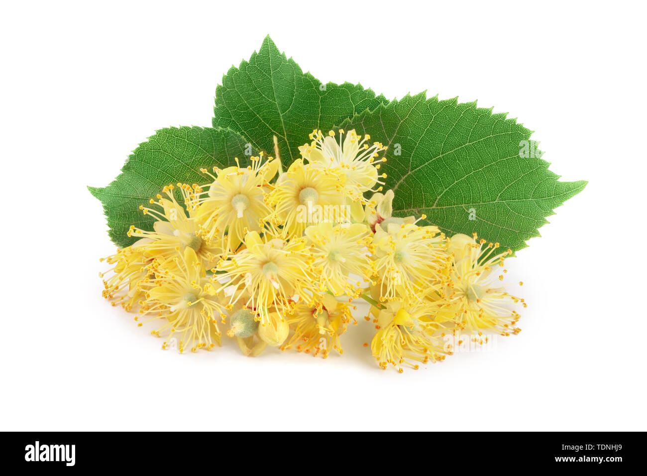 Linden flowers with leaf isolated on white background. Stock Photo
