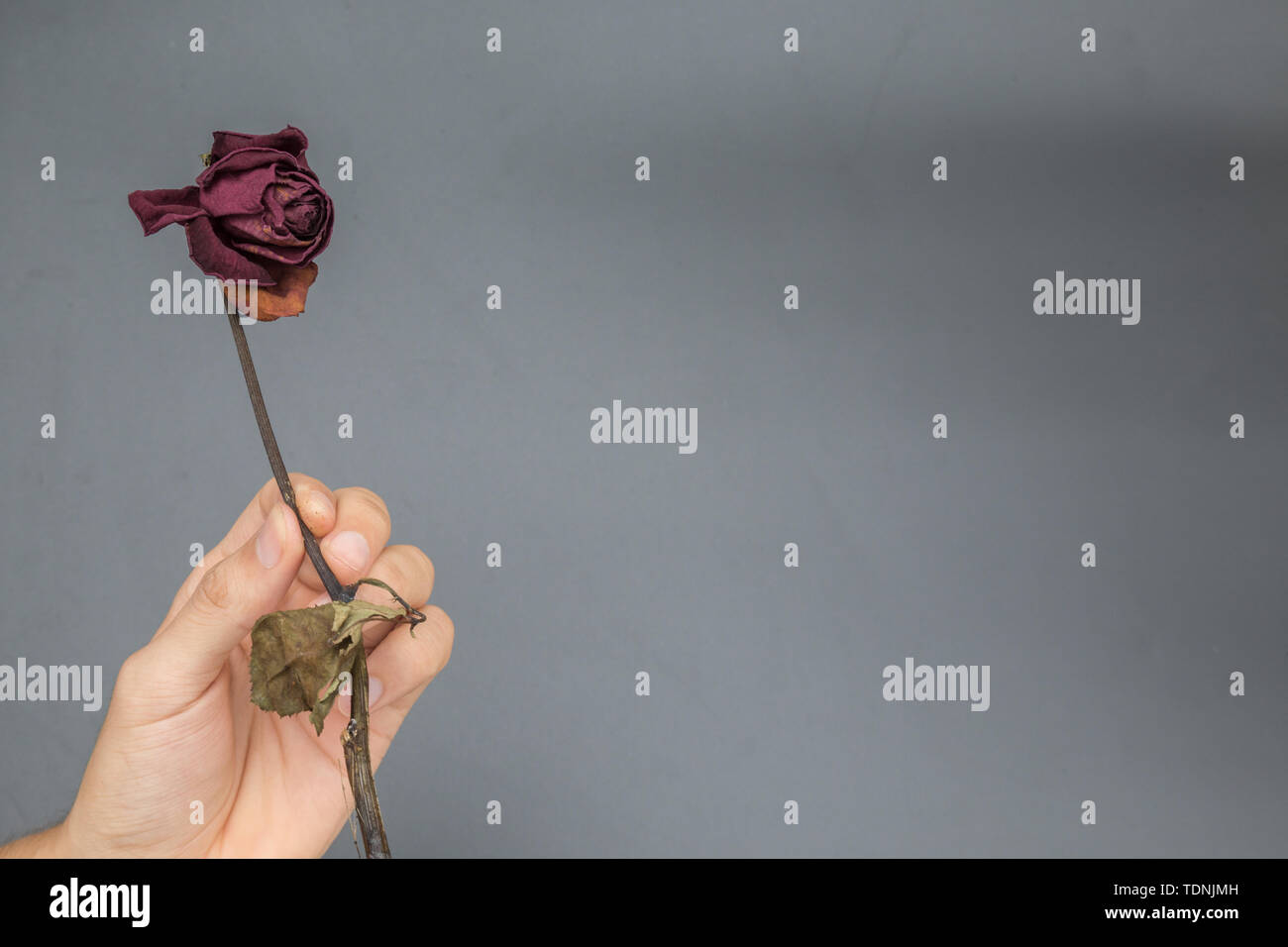 A withered rose Stock Photo - Alamy