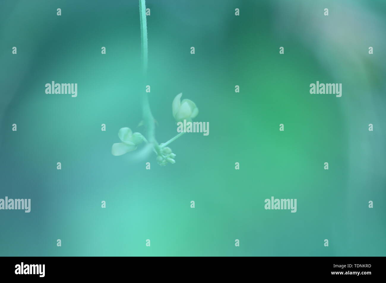 Flowers in dreams Stock Photo Alamy