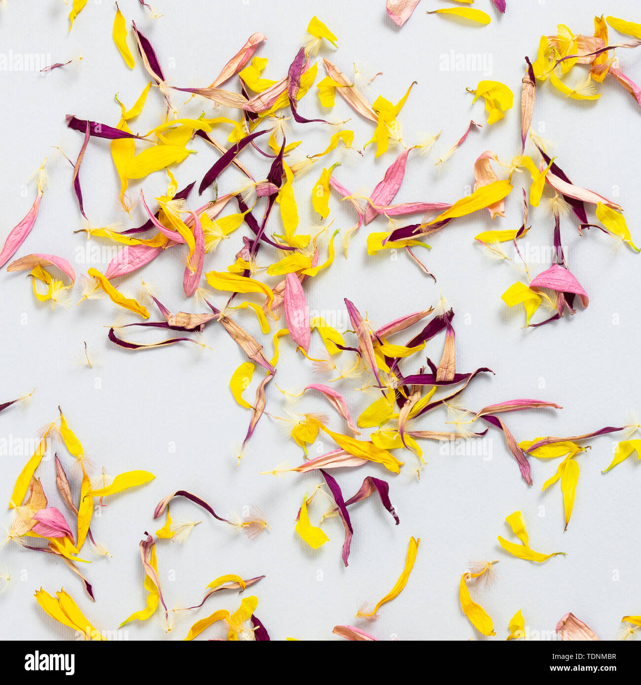 Dry multicolored flower petals scattered on a gray background Stock Photo