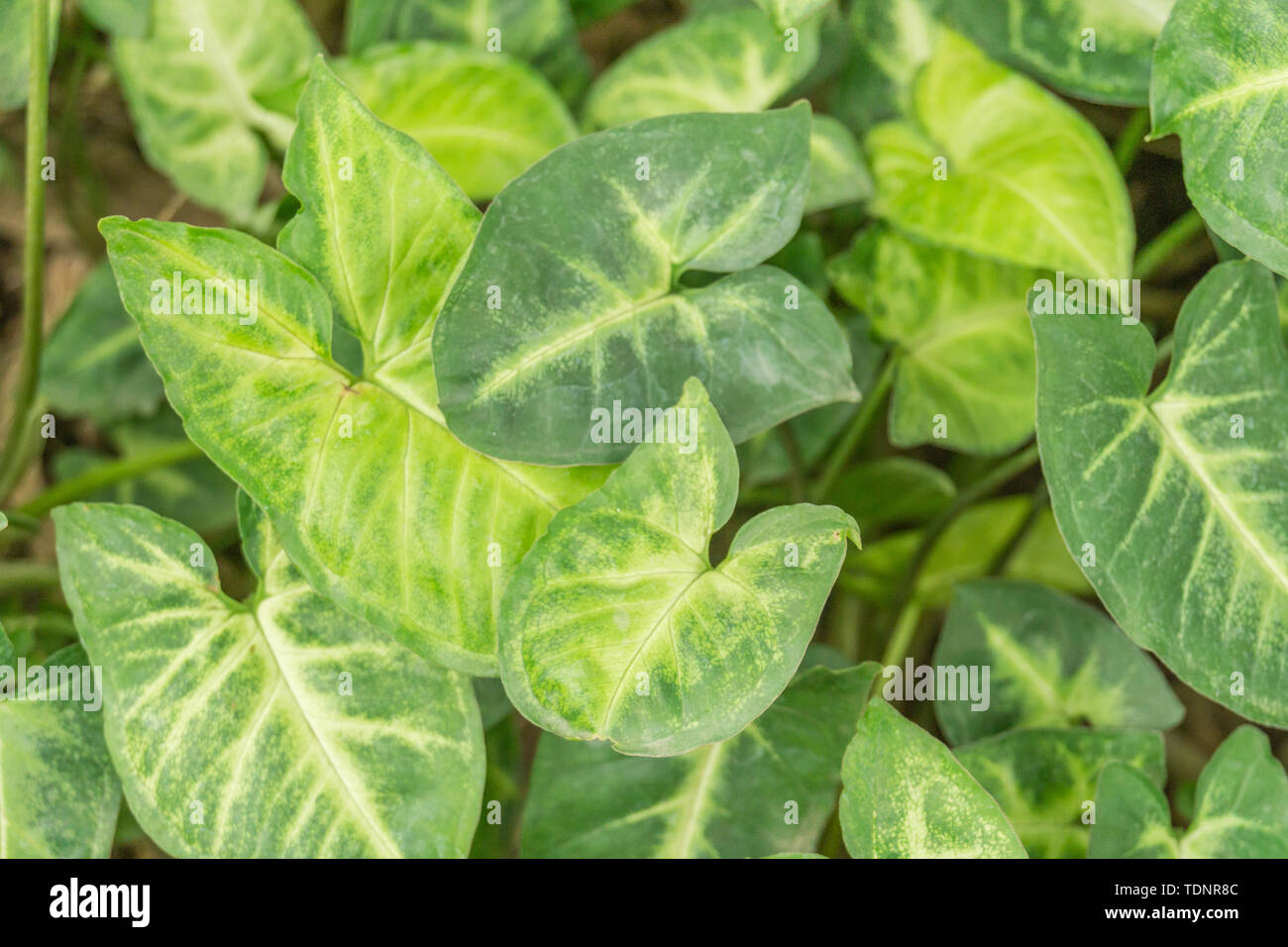 Closeup of leaves in the park Stock Photo - Alamy
