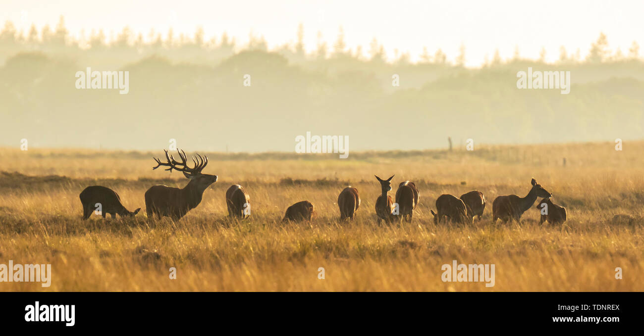 Herd of red deer cervus elaphus rutting and roaring during sunset, rutting during mating season on a landscape with hills, fields and a beautifull sun Stock Photo