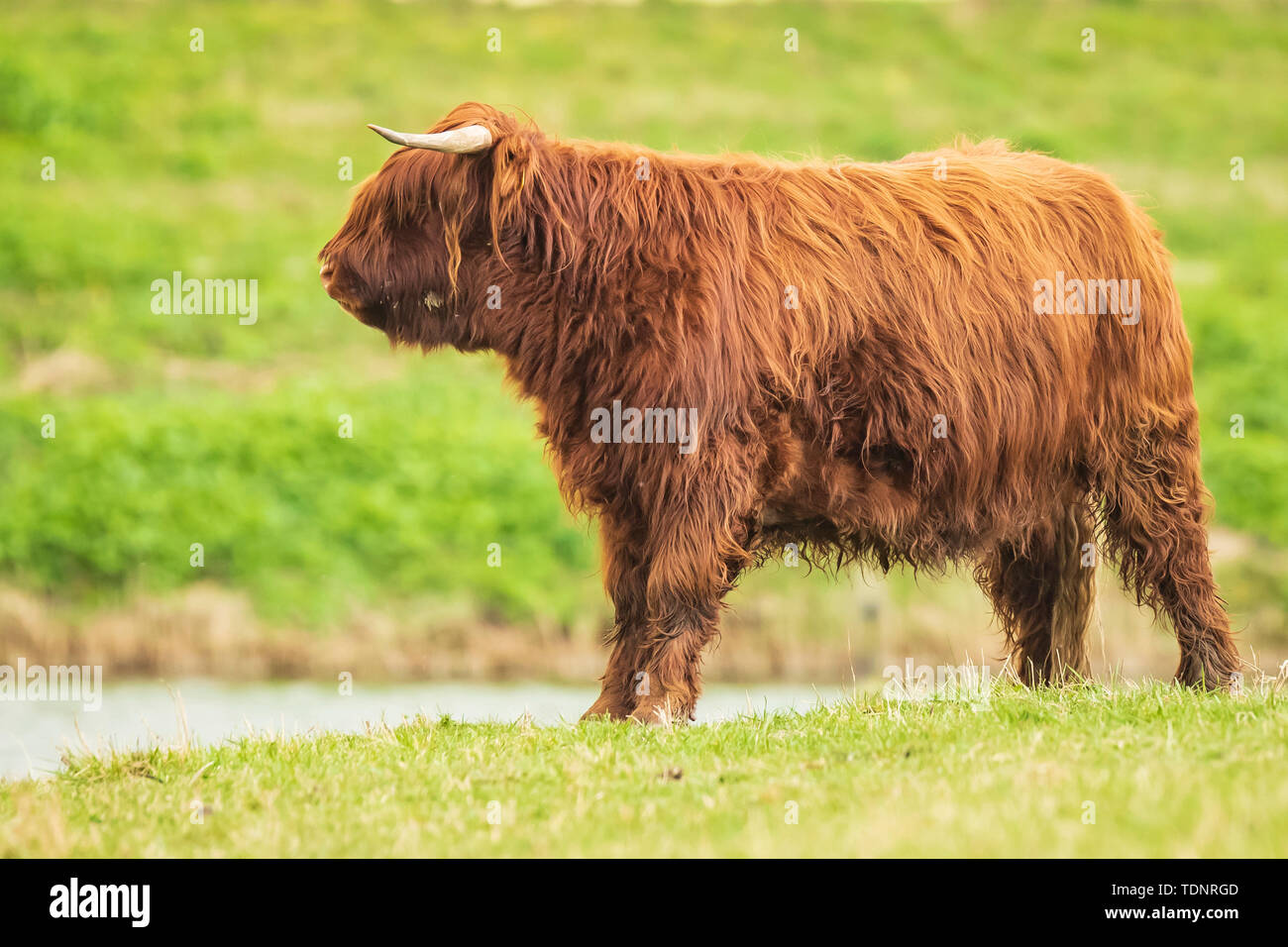 Closeup of brown red Highland cattle, Scottish cattle breed (Bos taurus) with long horns walking through heather in heathland. Stock Photo