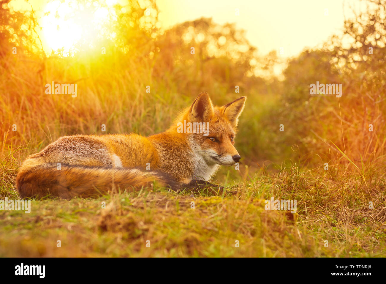 Wild young red fox (vulpes vulpes) vixen scavenging in a forest and dunes during sunset Stock Photo