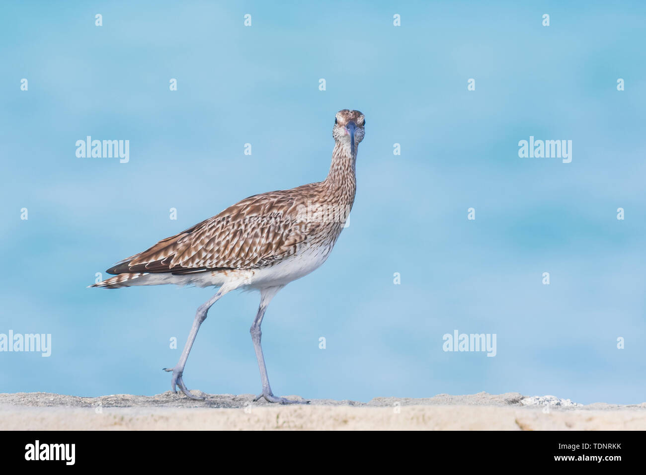 Eurasian curlew Numenius arquata shorebird perched on rocks in front of the Indian Ocean. Stock Photo