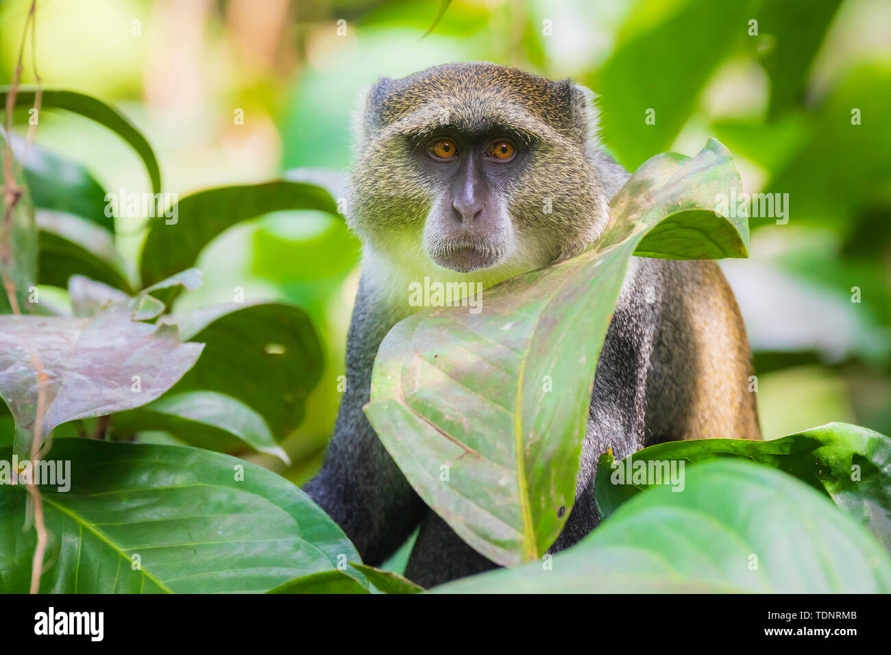 Wild blue or diademed monkey Cercopithecus mitis primate foraging and moving in a evergreen montane bamboo jungle habitat. Jozani forest, Zanzibar, Ta Stock Photo