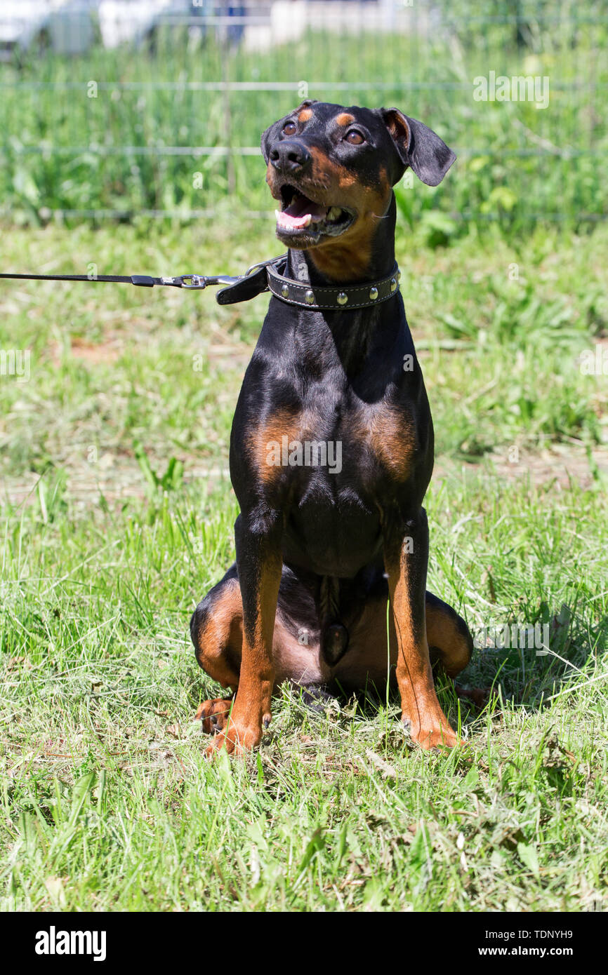 German pinscher puppy is sitting on a green meadow. Pet animals. Purebred dog. Stock Photo