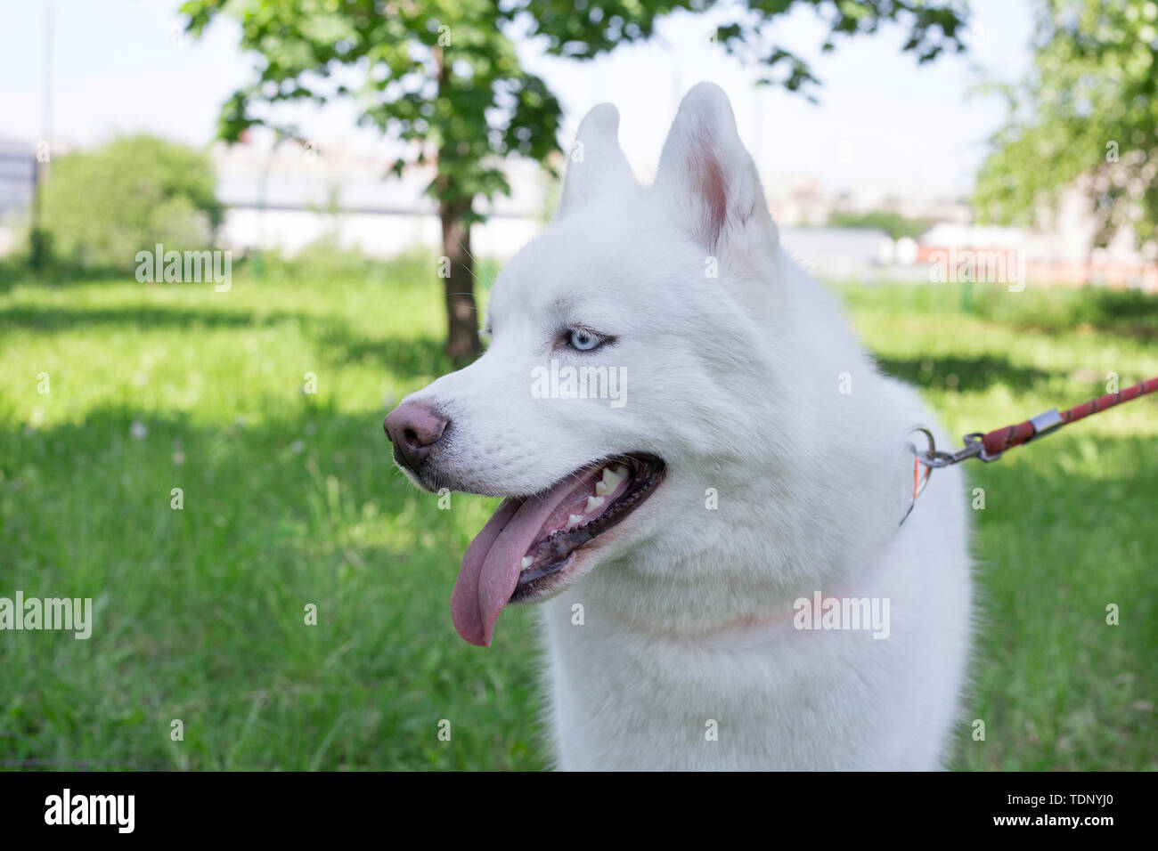 White siberian husky with blue eyes is standing on a green grass in the park. Pet animals. Purebred dog. Stock Photo