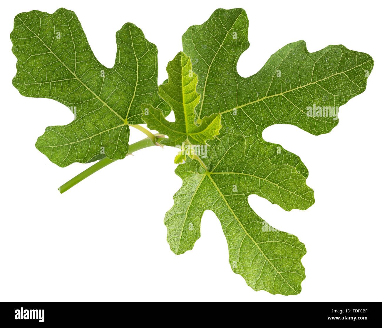 fig leaves isolated on a white background Stock Photo Alamy