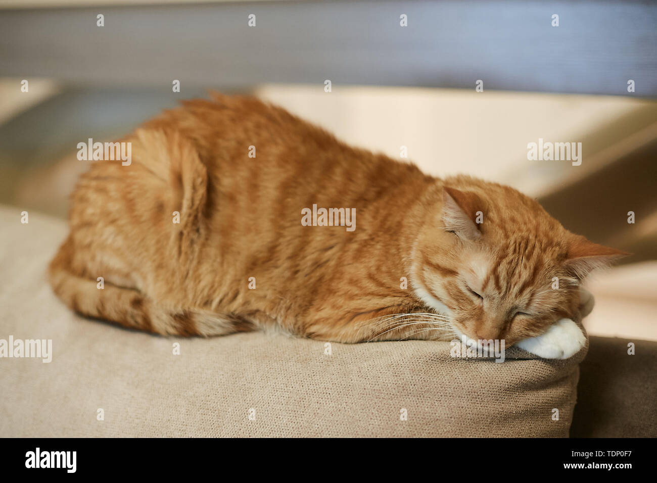 Ginger cat sleeping on bed hi-res stock photography and images - Alamy