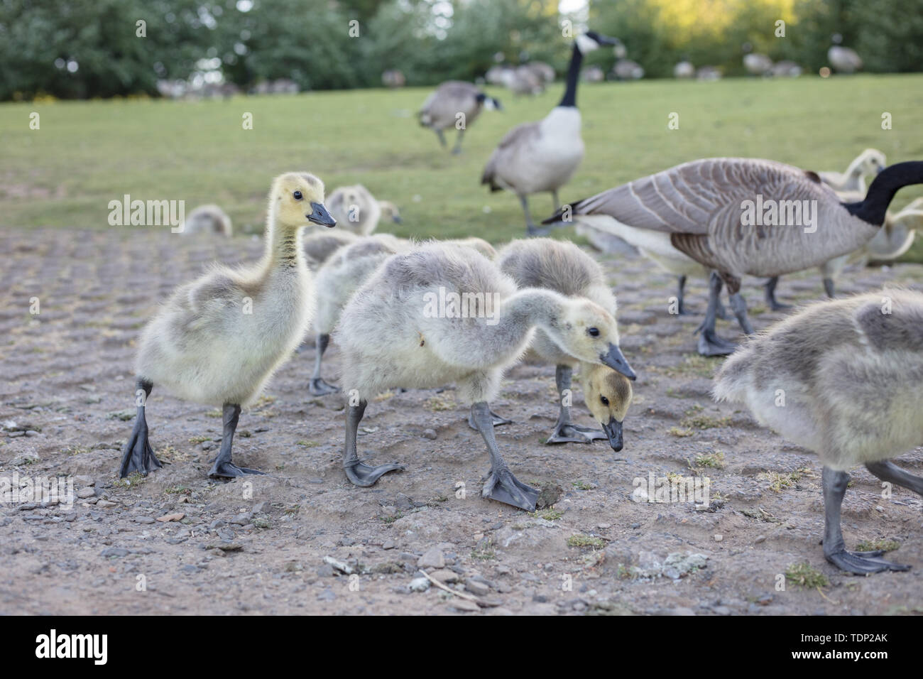 Canadian goose chicks Stock Photo Alamy