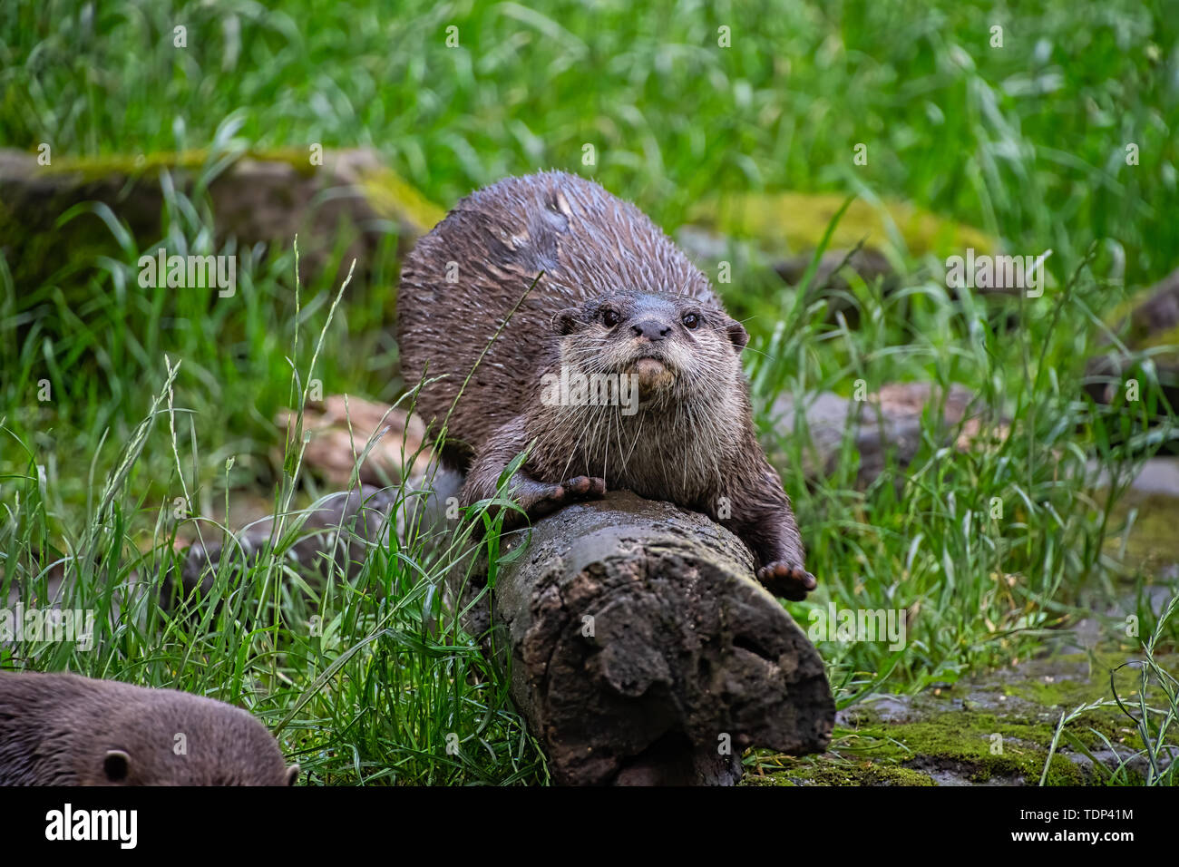 Asian small-clawed otter (Amblonyx cinerea) Stock Photo