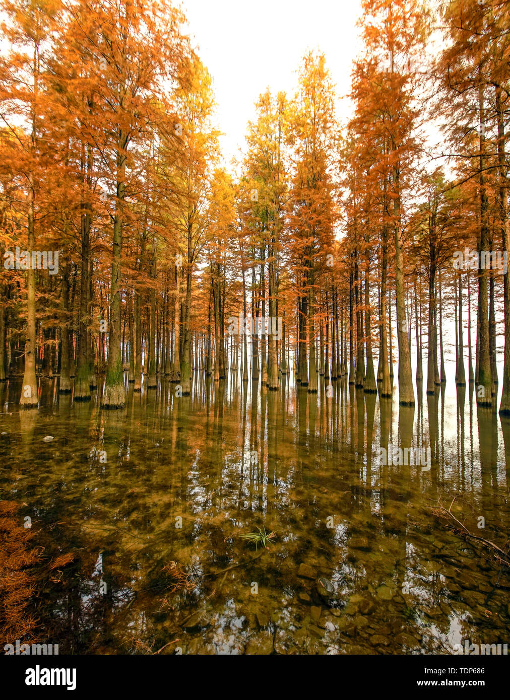 Four seasons forest hi-res stock photography and images - Alamy