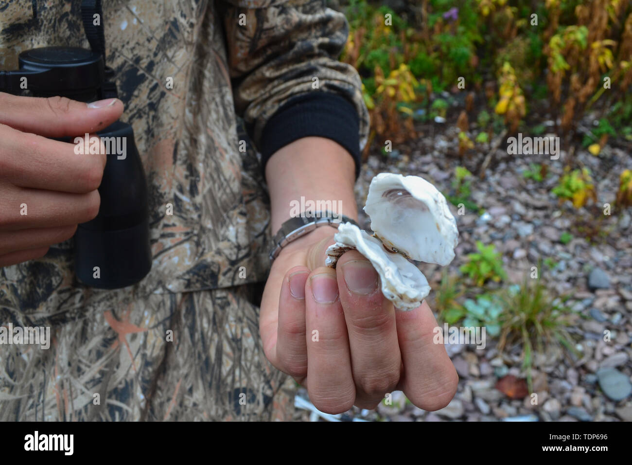 man holds in his hand an open sea shell Stock Photo