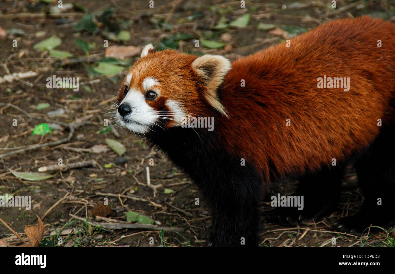 Wolves in zoos hi-res stock photography and images - Alamy