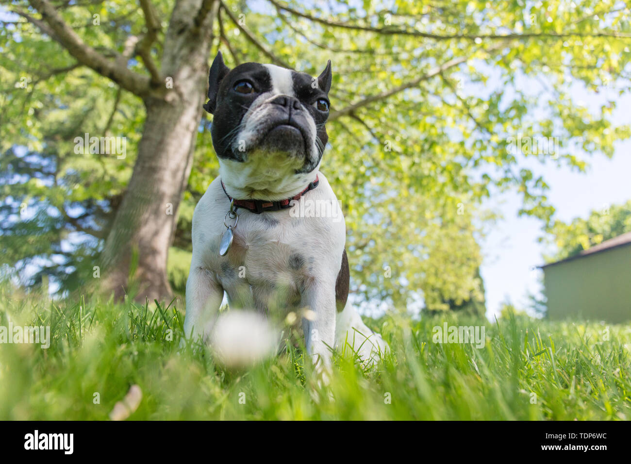 French bulldog, Boston terrier, mixedrace dog Stock Photo Alamy