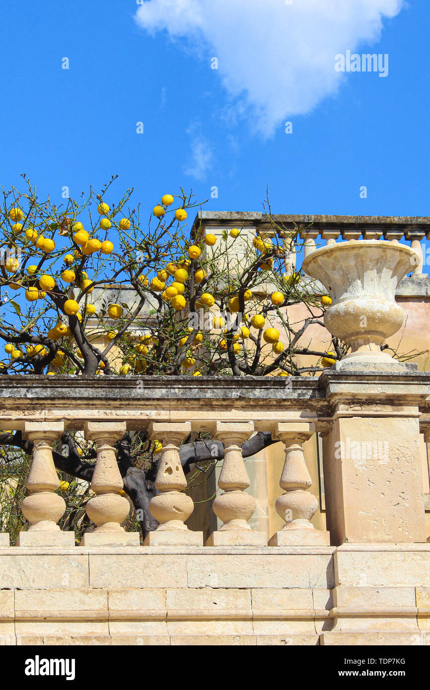 Tree with ripe lemons on medieval balcony on Piazza Duomo Square in Syracuse, Sicily, Italy. The main historical square is located on famous Ortygia Island. Popular tourist destination. Stock Photo