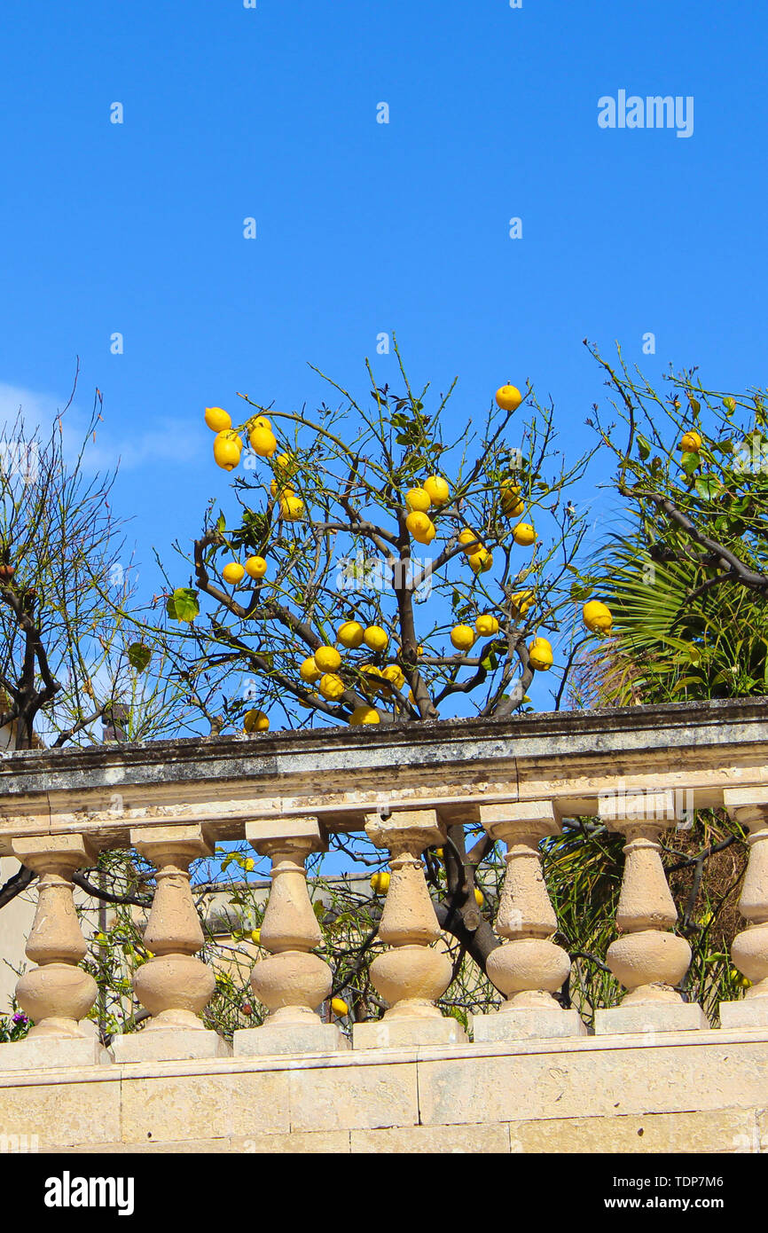 Vertical photo capturing lemon tree with ripe lemons on historical terraces close to Santa Lucia Church on Piazza Duomo Square in Ortigia Island, Syracuse, Sicily, Italy. Blue sky. Popular spot. Stock Photo