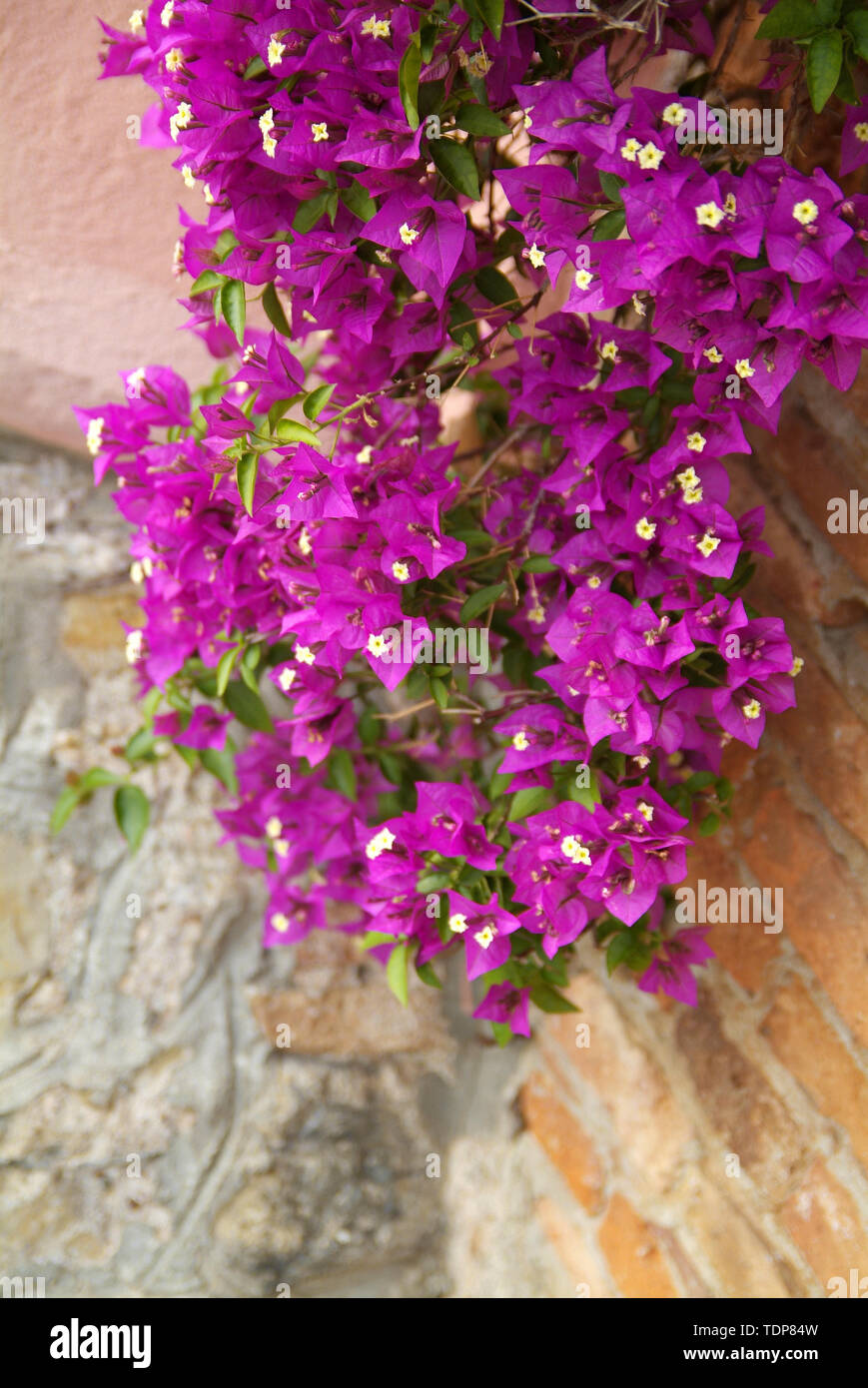 petunia plant in bloomong Stock Photo