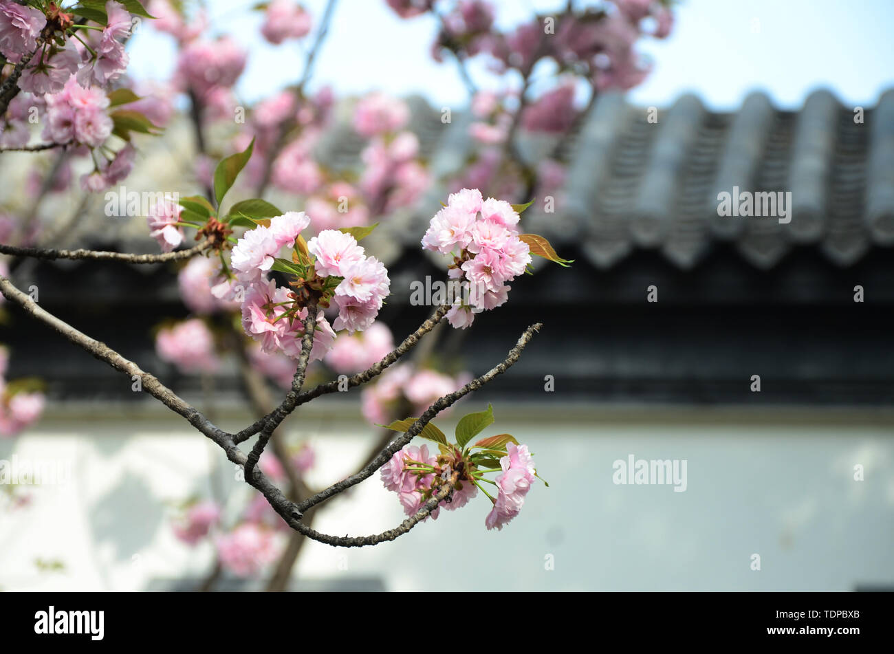 Jinan flowers hires stock photography and images Alamy