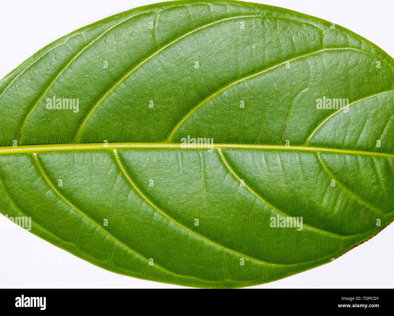 Details of jackfruit leaves Stock Photo Alamy