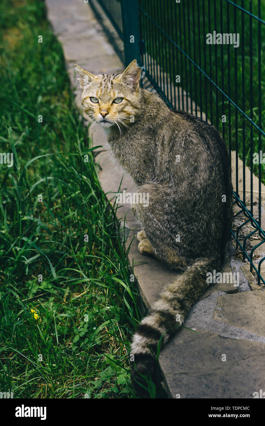 Wild animals zoo hi-res stock photography and images - Alamy