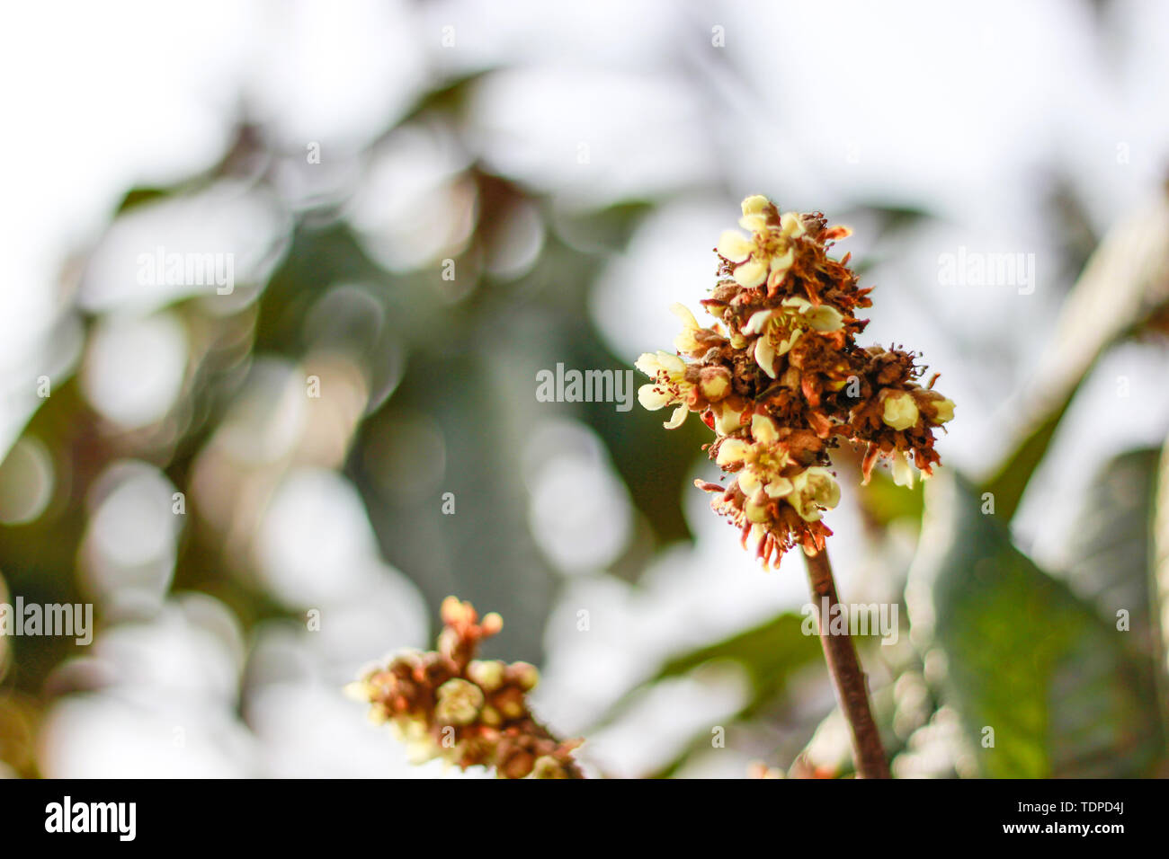 loquat flower Stock Photo