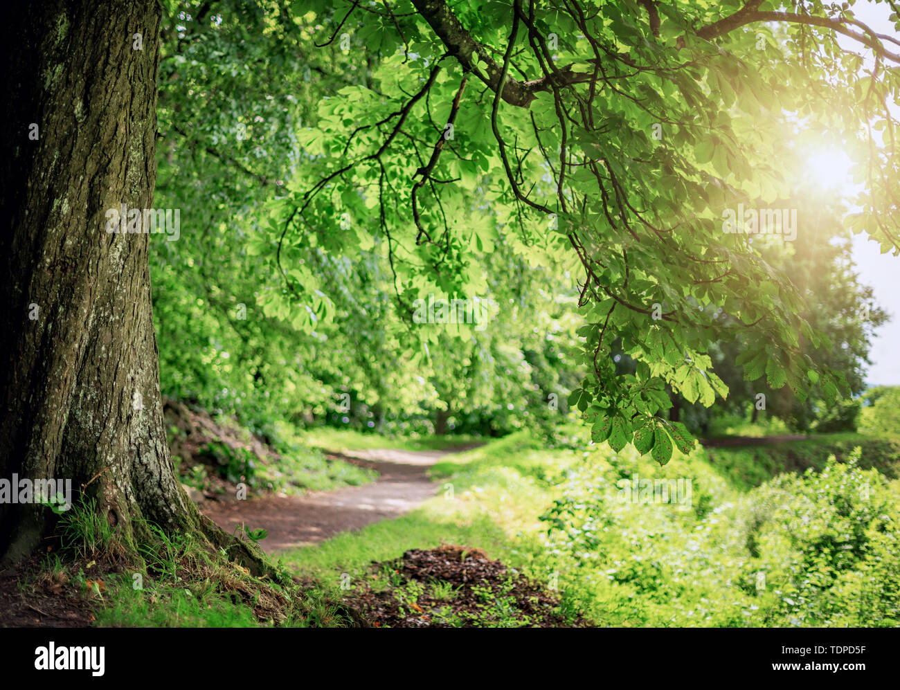 Tree bent over the branches in the forest Stock Photo Alamy