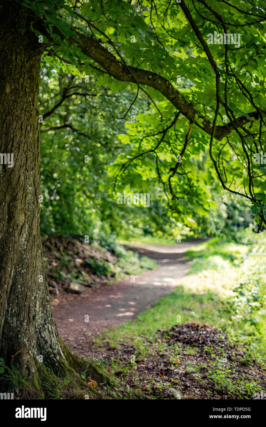 Tree bent over the branches in the forest Stock Photo Alamy