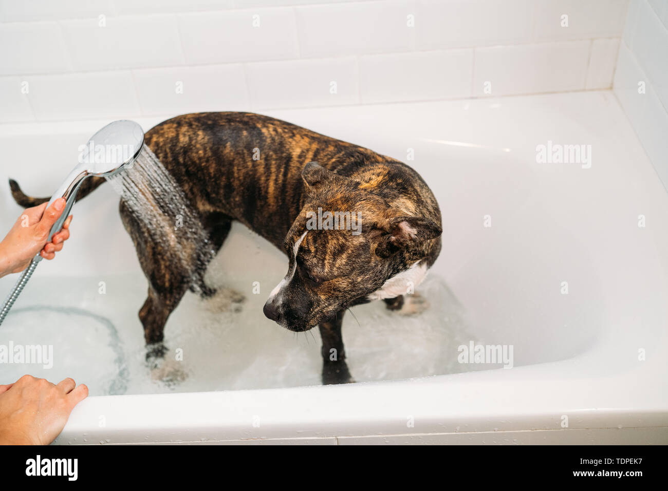 Woman Bathing her American Staffordshire Terrier or the Amstaff dog. Happiness dog taking a bubble bath. Stock Photo