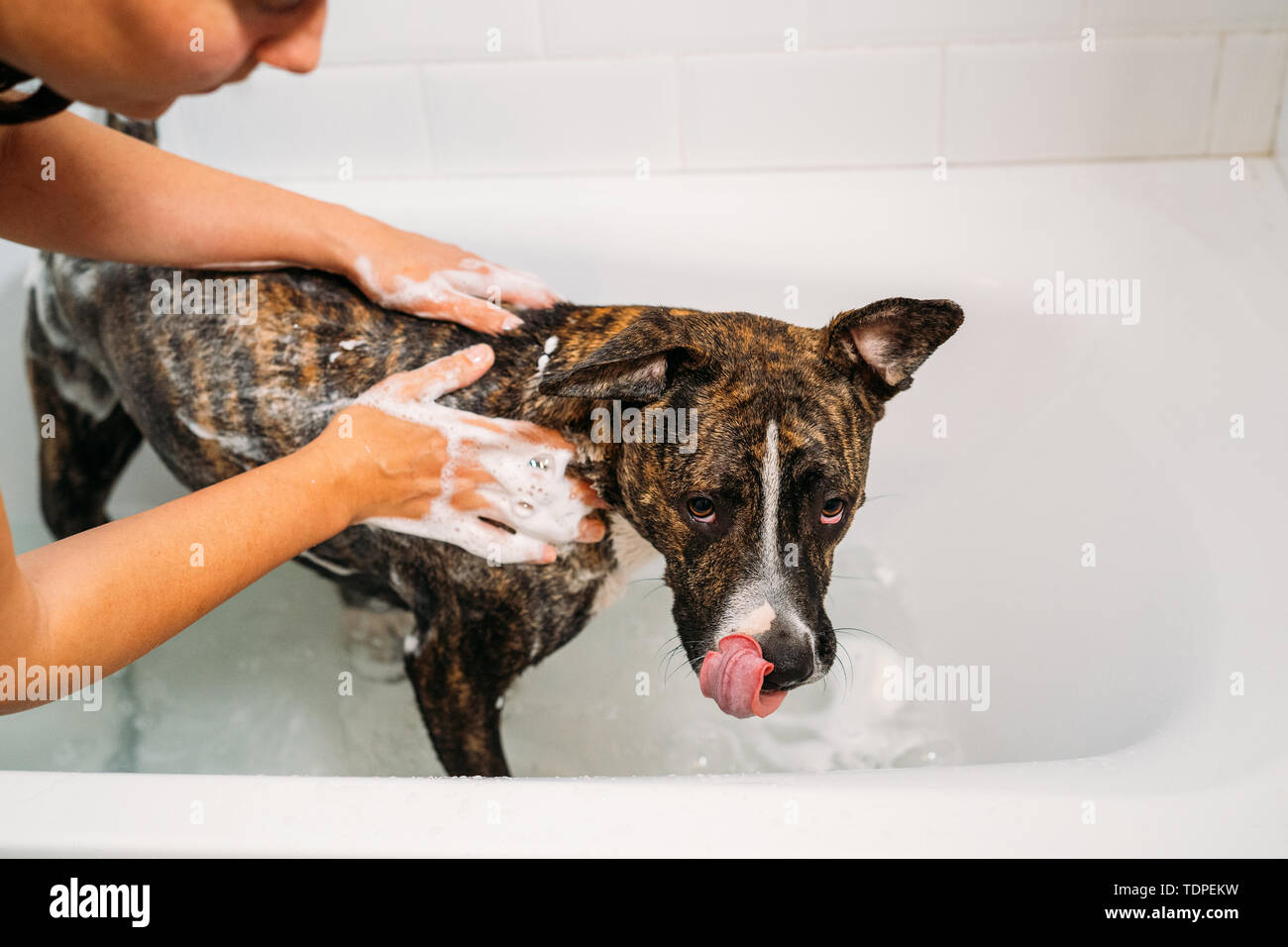 Woman Bathing her American Staffordshire Terrier or the Amstaff dog. Happiness dog taking a bubble bath. Stock Photo