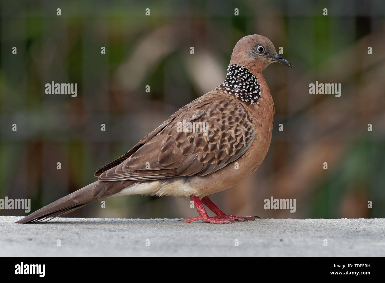Spotted Dove Streptopelia (Spilopelia ) chinensis small longtailed