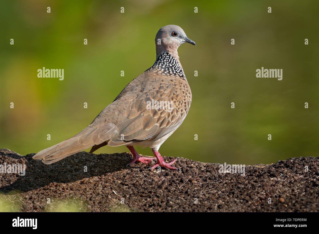 Spotted Dove Streptopelia (Spilopelia ) chinensis small longtailed