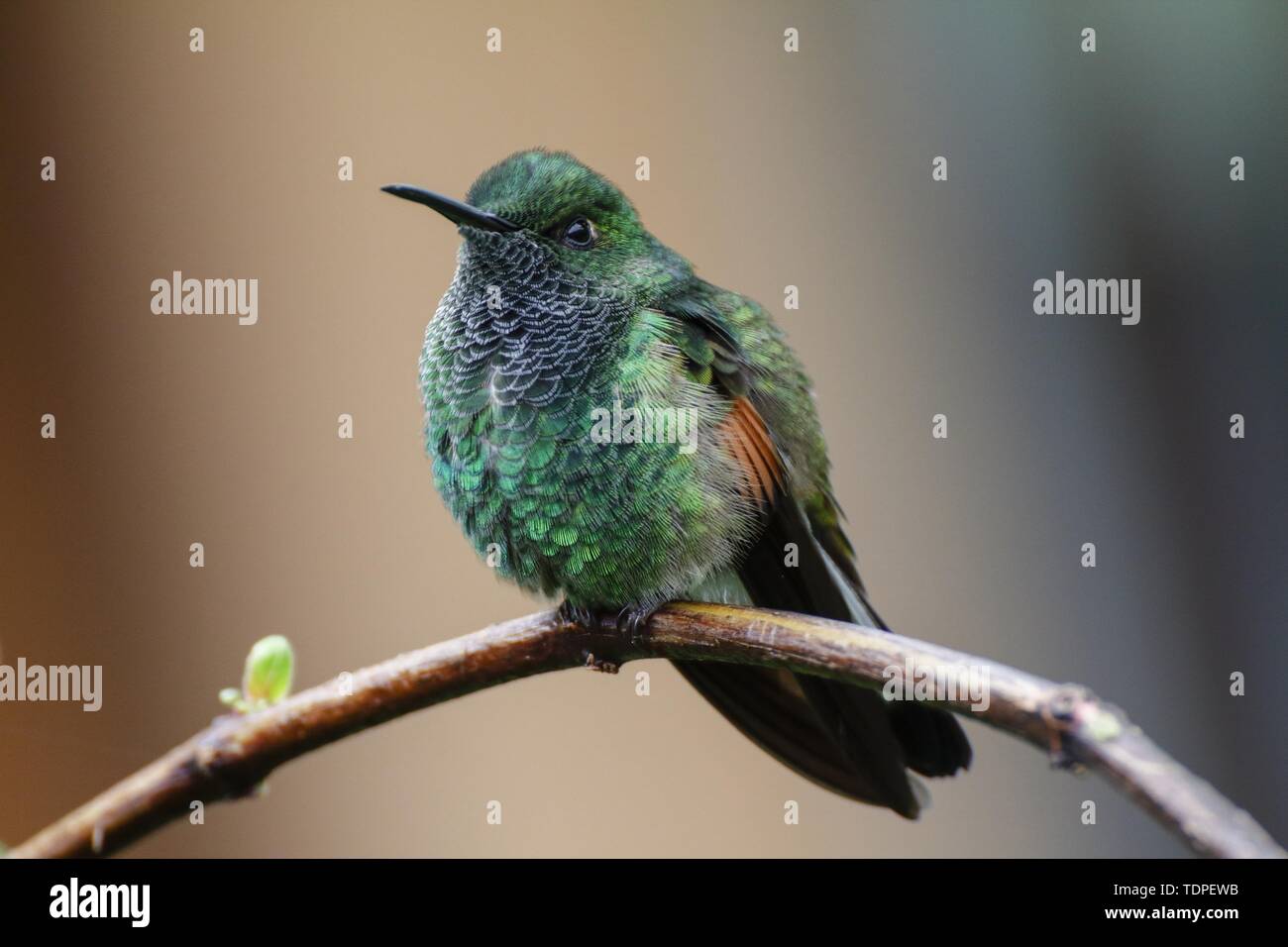 Male Stripe-tailed hummingbird  Eupherusa eximia Stock Photo