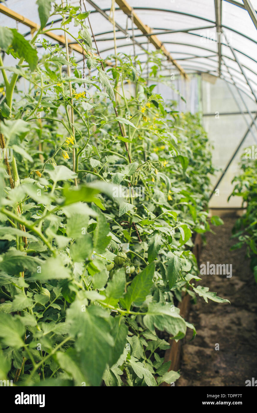 Green tomatoes with yellow flowers in the greenhouse Stock Photo - Alamy