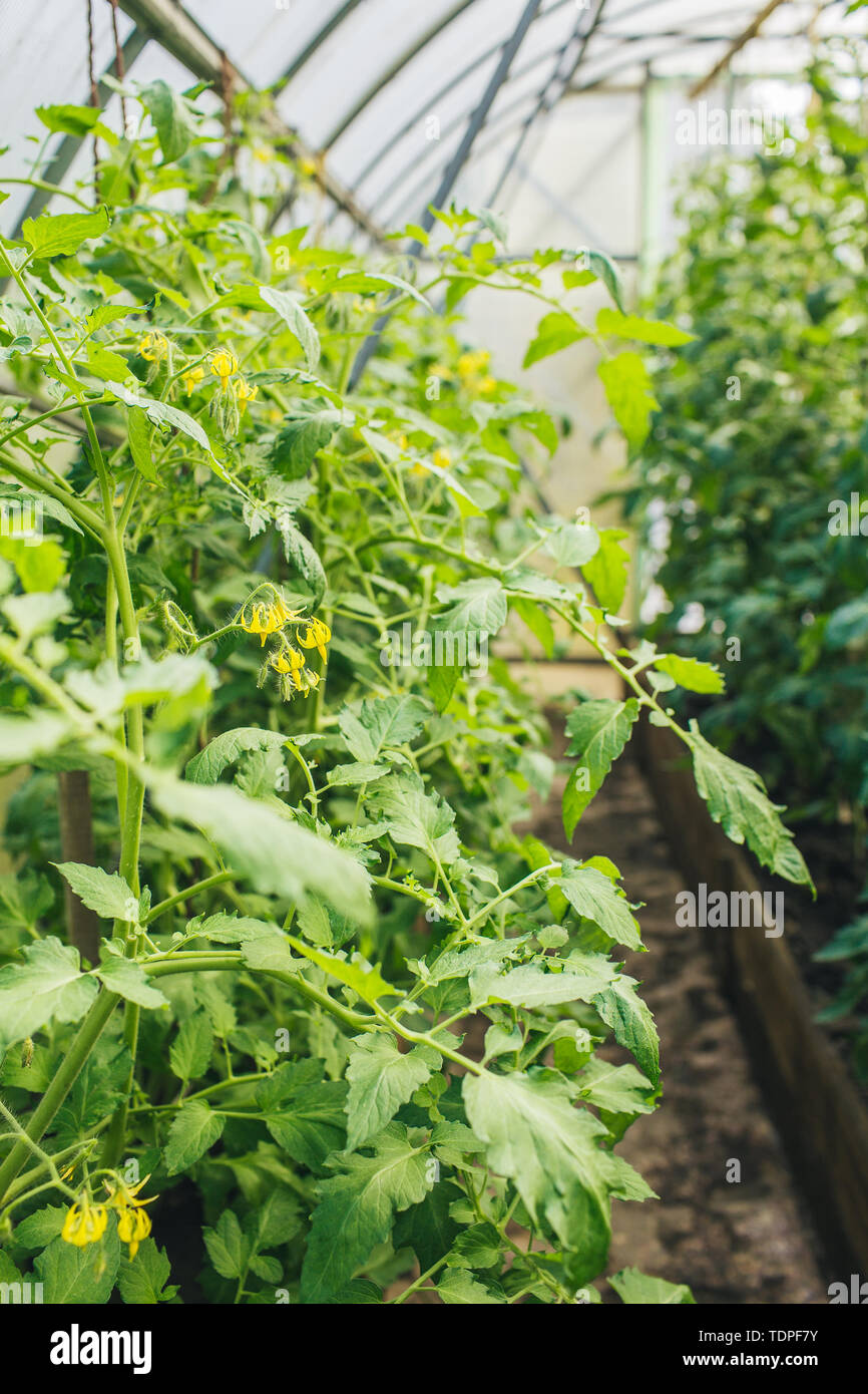 Green tomatoes with yellow flowers in the greenhouse Stock Photo - Alamy