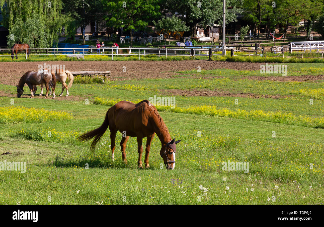 Broodmare Stablesamerican Meadow