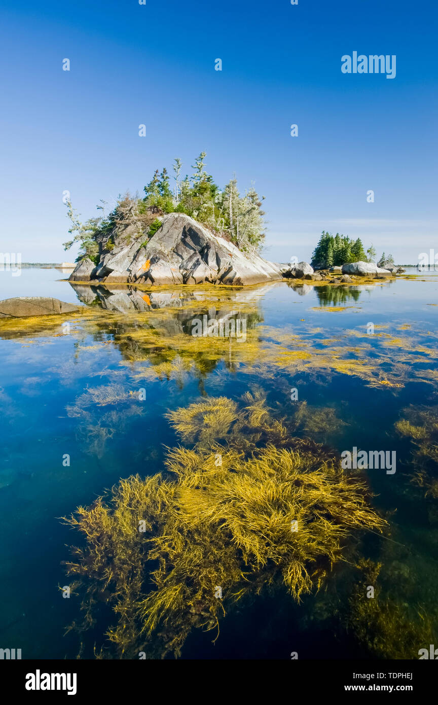 Rockweed along the Atlantic coast, near Blanche, Bay of Fundy; Nova Scotia, Canada Stock Photo