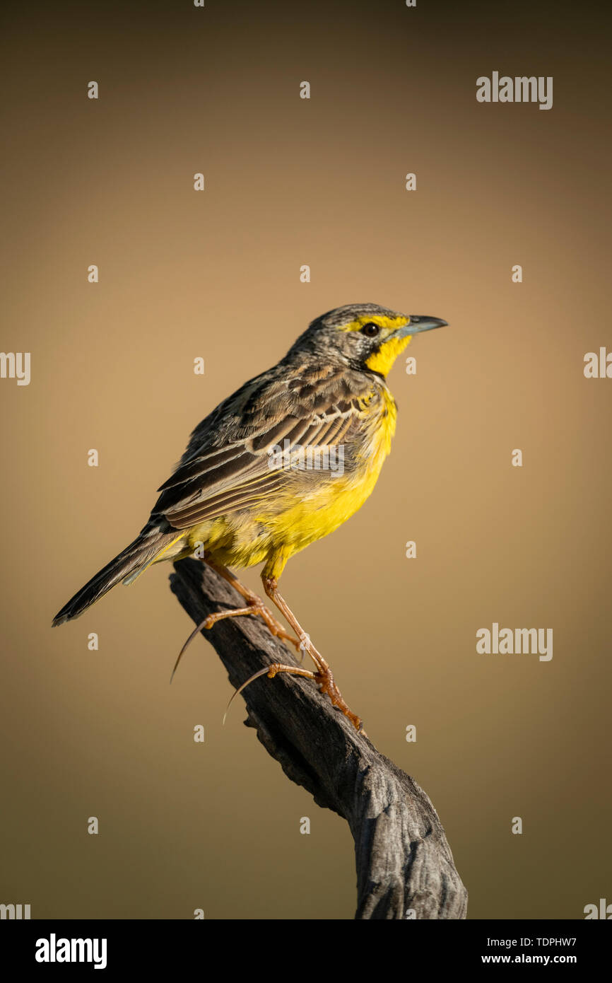 Yellow-throated longclaw (Macronyx croceus) in profile on dead branch, Serengeti National Park; Tanzania Stock Photo