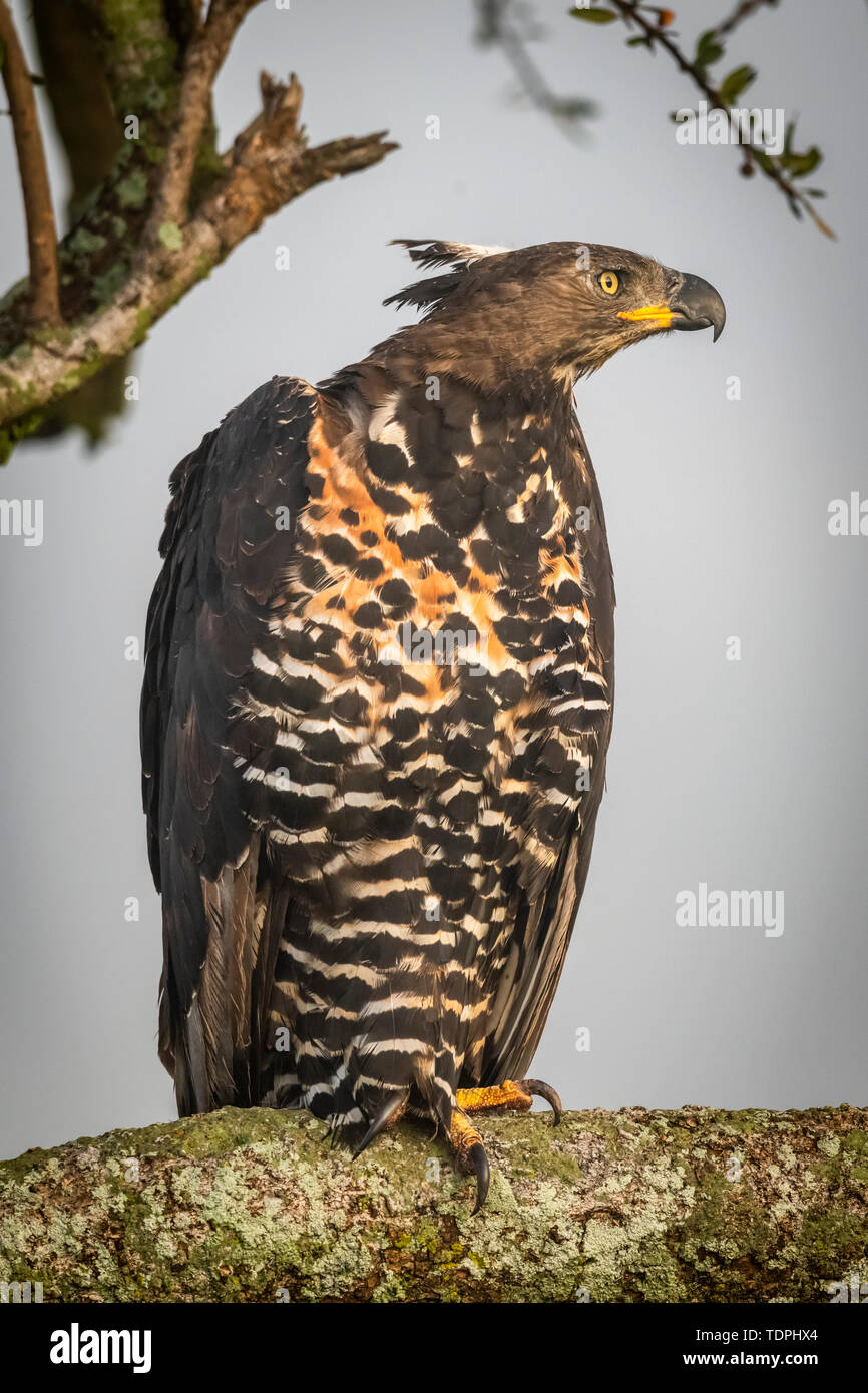 African Crowned Eagle