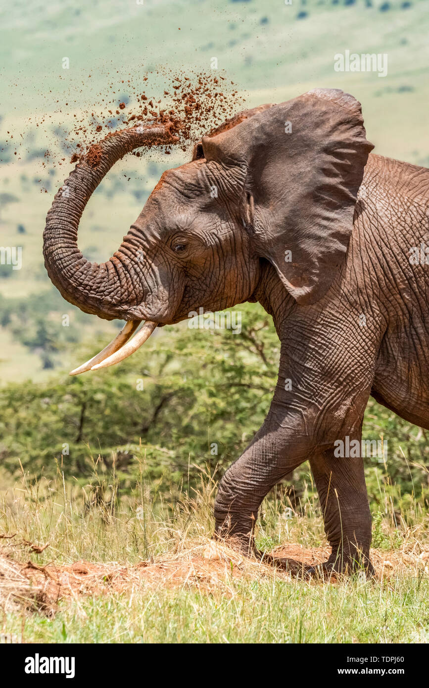 Close-up of African elephant (Loxodonta africana) enjoying dust bath, Serengeti National Park; Tanzania Stock Photo
