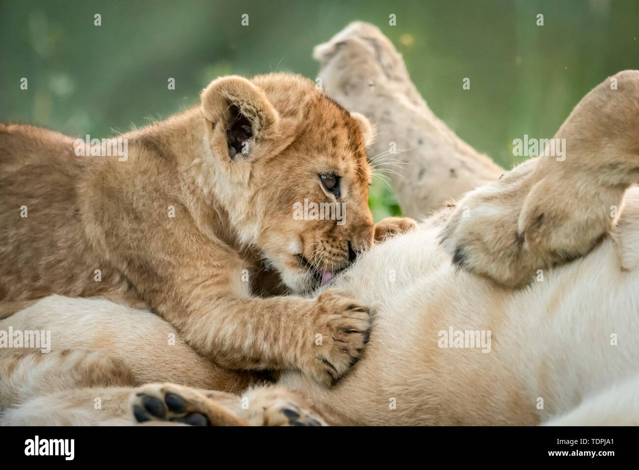 Close-up of lioness (Panthera leo) on back with suckling cub, Serengeti National Park; Tanzania Stock Photo