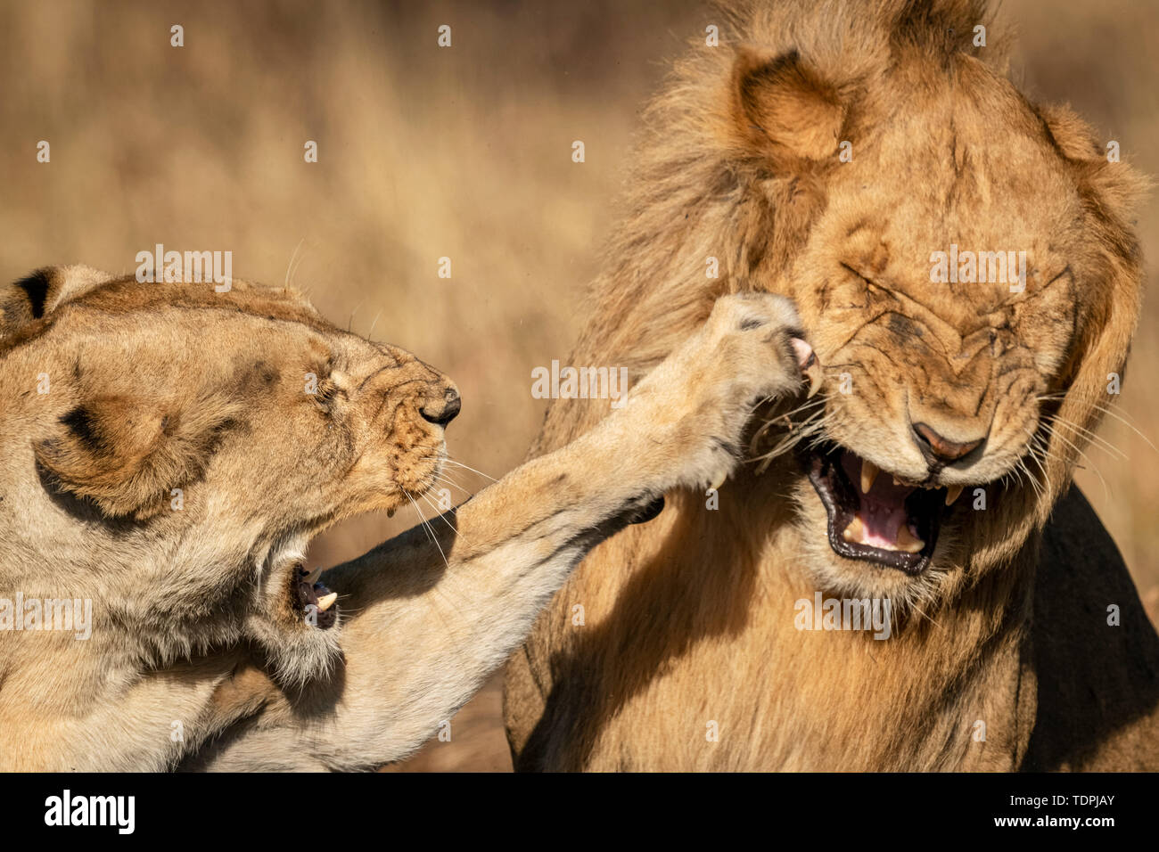 Close-up of lioness (Panthera leo) slapping male with paw, Serengeti National Park; Tanzania Stock Photo
