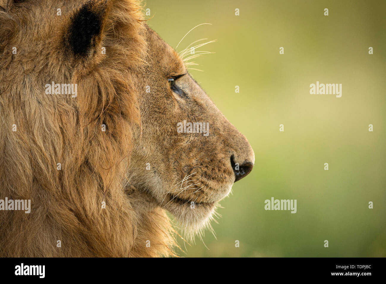 Close-up of male lion (Panthera leo) head in profile, Serengeti National Park; Tanzania Stock Photo